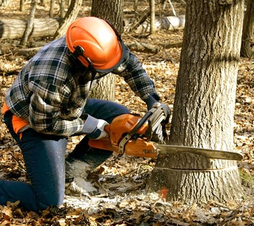 Tree Removal in Garrett, KY